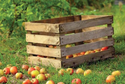 Container per gli stagionali della frutta