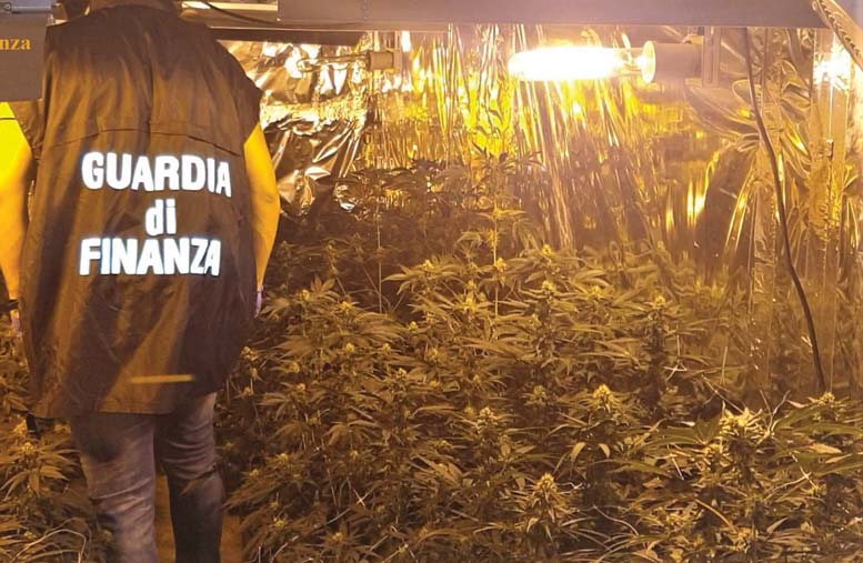 Aveva una serra di marijuana in cortile