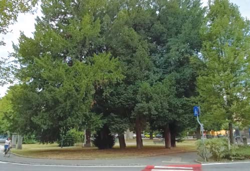 Altri due alberi monumentali