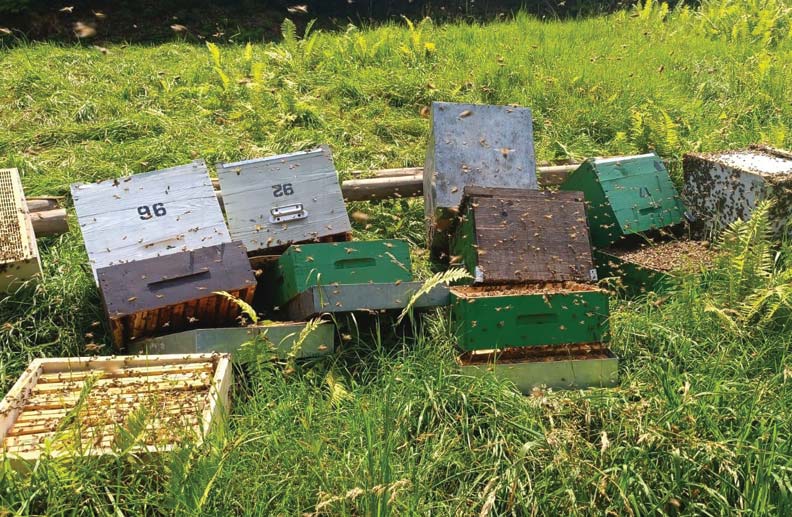 Sabotato il lavoro di un apicoltore