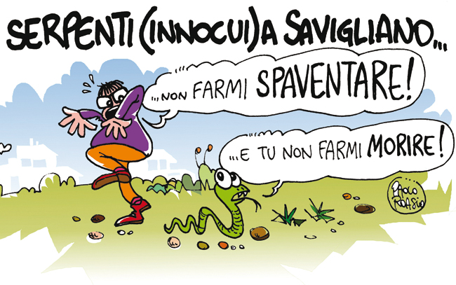 Serpenti (innocui) a Savigliano