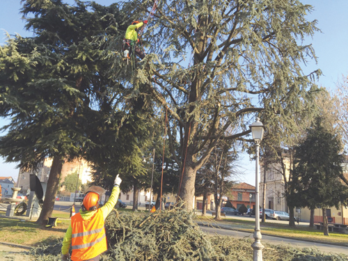 Potati gli alberi di piazza Santa Maria a Cavallerleone