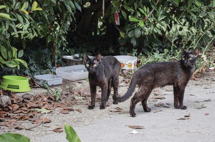 Colonie feline: tanti gatti, poco supporto