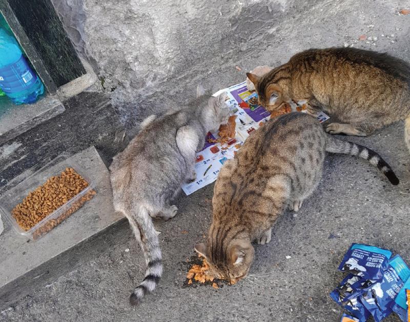 Un progetto per i gatti randagi