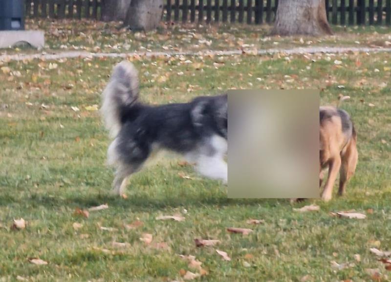 Cani liberi, padroni multati