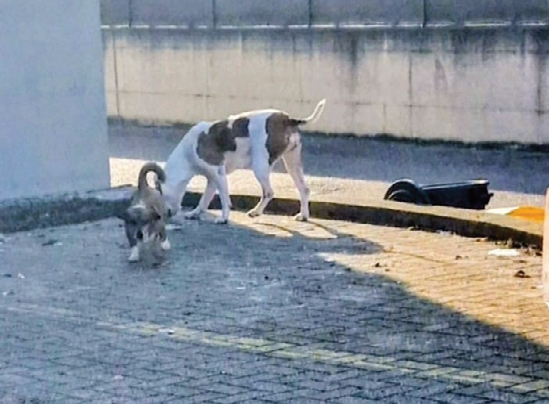 Cani lasciati liberi in piazza a Monasterolo