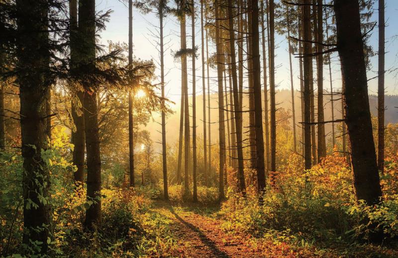 In arrivo la Festa dedicata agli alberi