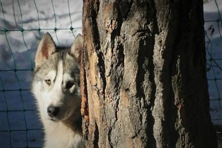 1531650_499528210163107_2022594970_n_0-1