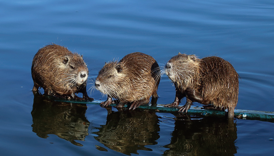 Il Comune contro la diffusione delle nutrie