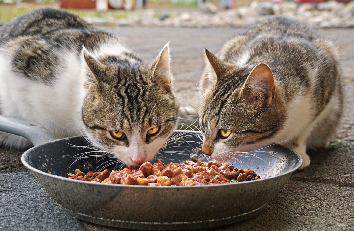 Niente cibo ai gatti randagi