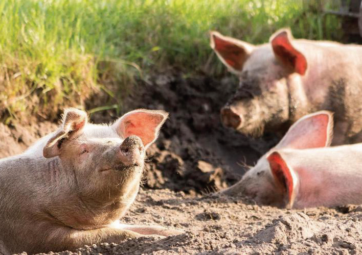Cresce l’allarme per la peste suina