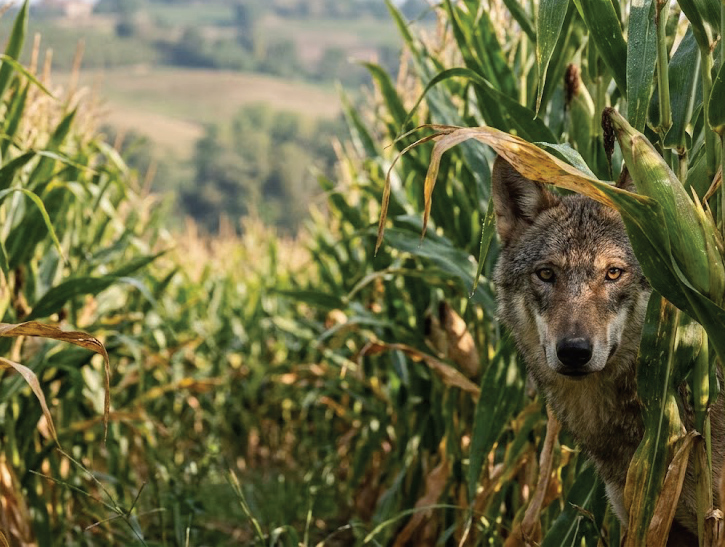Lupi, aumenta la preoccupazione