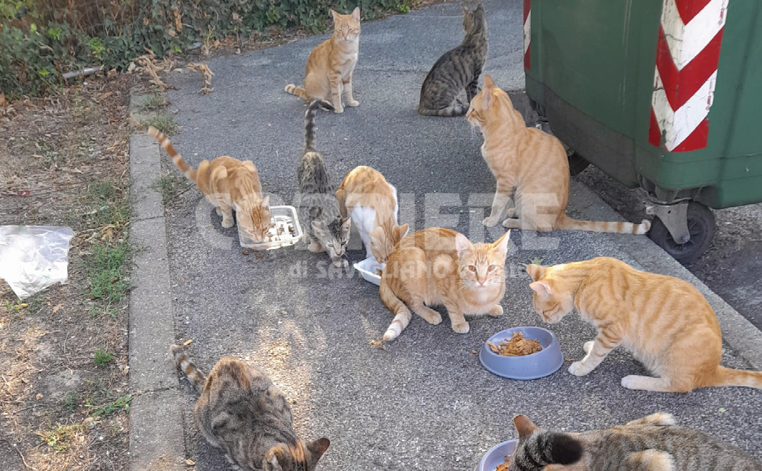 «Trovate una nuova casa alla colonia»
